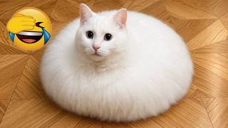 Try NOT To Laugh 😂 Funny Cats That Had No Clue What Was Coming!