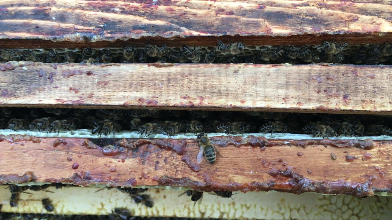 26 05 2023 Мёд это не расплод, на верх не заманишь - YouTube