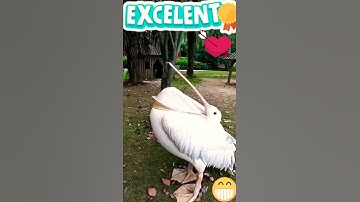 beautiful swan #swan #happened #shorts #sktalentclub #shortsvideo
