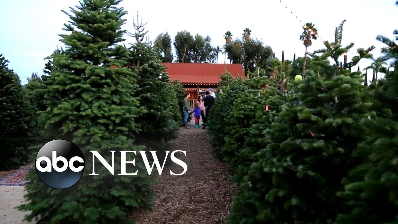Celebrating America's tree farms