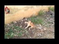 حتى الحيوانات لم تسلم من أذى القصف الجوي وبراميل الأسد