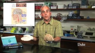 Medical Neuroscience with Leonard E. White