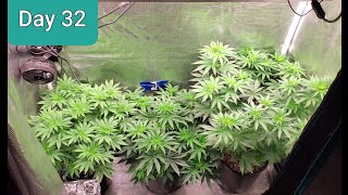 2x4 Grow Tent Mars Hydro SP250  Giant Seedlings day 32  / day 3 Flower