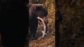 Day 24 of 30: Alaska Shots. Snack time for this big fella.#grizzlybear #alaskawild #wildalaska