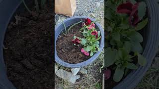 Today we finally could take out the spring containers. Springflowers and springvibes. 💐