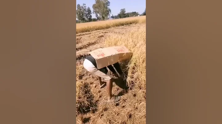 Smart Farmer Working On The Rice Field #short #satisfying - DayDayNews