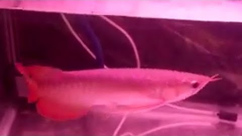 Choáng với con cá (Rồng Đỏ 25 triệu) và cá Koi chỉ 100 ngàn 1 con tại Nga Sơn - T.Hóa.