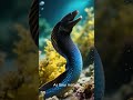 Ribbon Eel - #RibbonEel #UnderwaterBeauty #OceanMagic #MarineLife #ColorfulCreatures