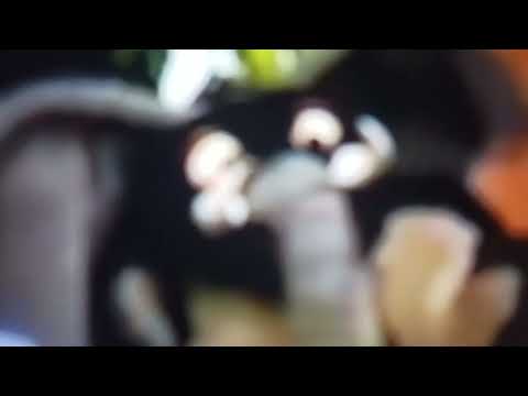 Sprout Shows 2012 Monster Clubhouse Penguin Elephant Sound Effect