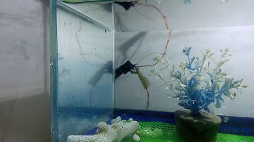 Zebra Danios fry 3 days old