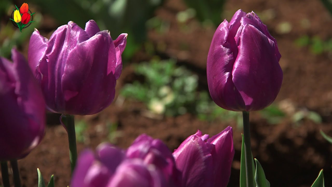 Purple Prince - Tulip  🌷🌷🌷  vdqbulbs.com.au