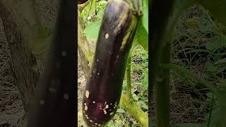 TERONG UNGU JUMBO.