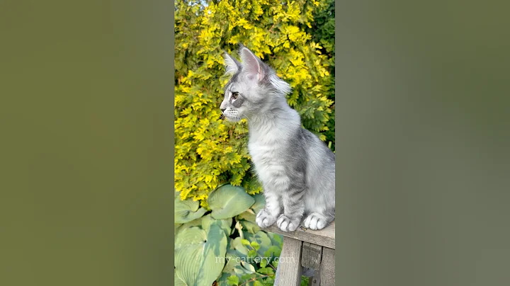 Watch the video about Leeloo, Mine Coon female