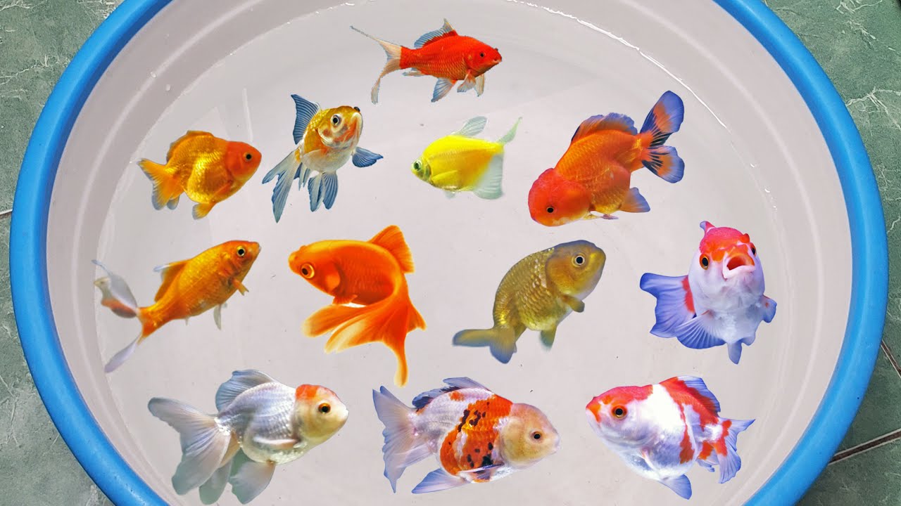 Memasukan Ikan Koki Oranda, Koki Ranchu, Koki Tricolor, Goldfish - YouTube