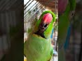 Talking parrot  ring neck parrot  m shakeel vlogs shorts