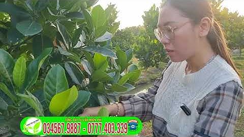 Cách nhận biết mít ruột đỏ sơ vàng chuẩn giống