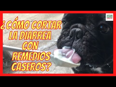 Video: Cómo utilizar meloxicam humano para perros