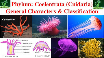 Phylum Coelentrata | General characters and classification of Coelentrata | Cnidaria
