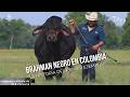 Brahman Negro en Colombia: La historia del primer ejemplar- TvAgro por Juan Gonzalo Angel