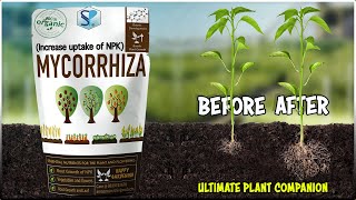 Arbuscular Mycorrhiza | Fungal Symbiosis, Plant Nutrition & Soil Fertility by Discover Agriculture 1,216 views 2 weeks ago 3 minutes, 24 seconds