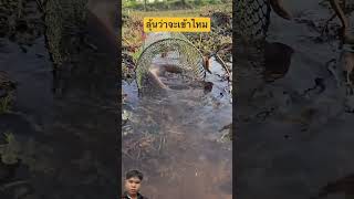ลุ้นว่าจะเข้าไหม#shorts #youtubeshorts #shortvideo #short #viral #viralvideo #ytshort #ปลา #fishing