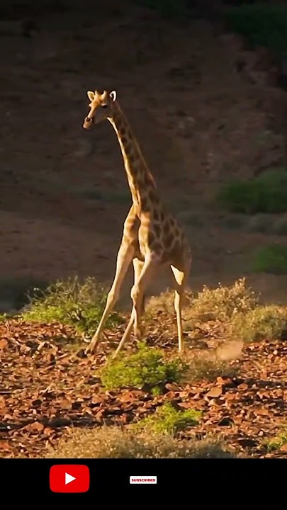 Lion vs Giraffe Fight #animals#fight#facts#trending - YouTube