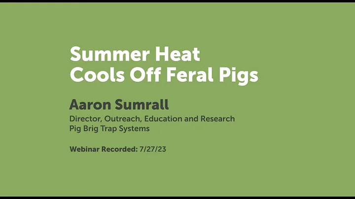 Summer Heat Cools Off Feral Pigs | Pig Brig Trap Systems