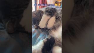 My cat’s daily routine 💤😺🐾