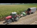 Chopping Corn Silage &amp; Filling Silo with Massey Ferguson Tractors