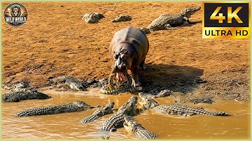 THE CROCODILE: Nature’s Ultimate Ambush Predator in Action! | Animal Documentary
