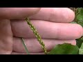 Middle of video