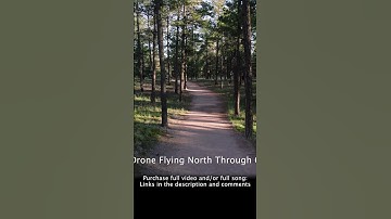 Flying Through Colorado Pine Forest at Sunrise