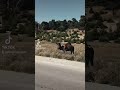 #tiktok #nature #adventure #natural #travel #اكسبلور #camel