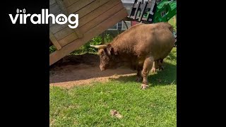 Huckleberry the Bull Gets Himself Stuck In a Shed || ViralHog