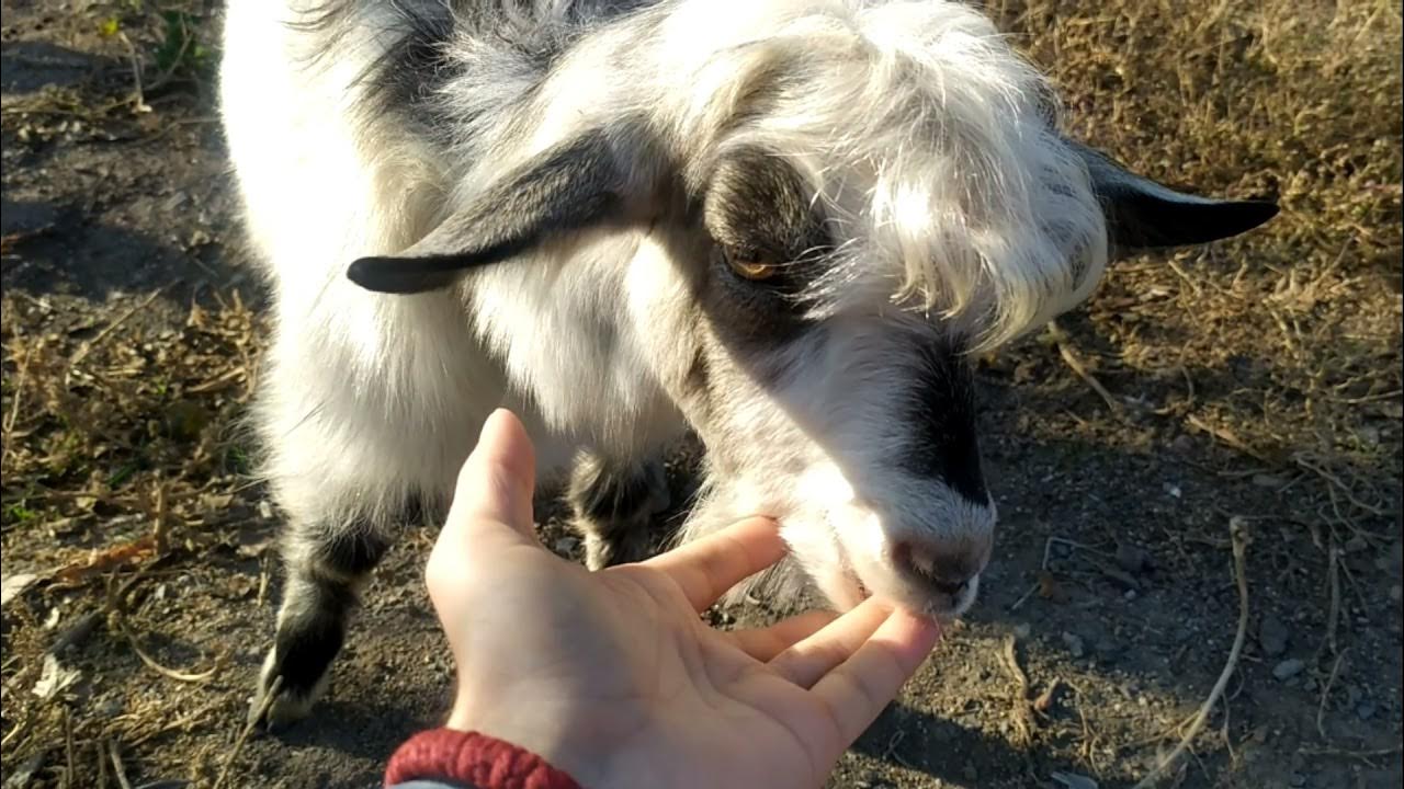 козлик - YouTube