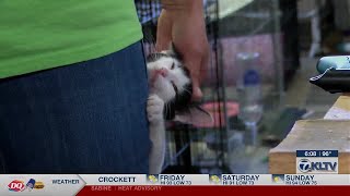 Jefferson residents debate new ordinance that bans feeding strays in public
