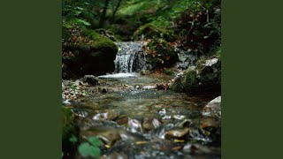 Quiet Streams for Pet's Peace