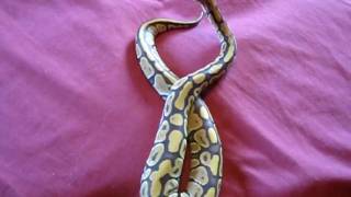 Orange Ghost Ball Python - Kasper