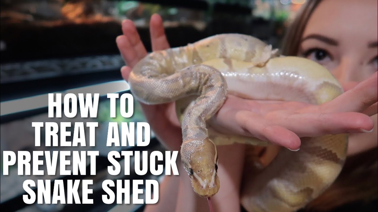 My Snake Had A Bad Shed Hereâ€™s What To Do - YouTube