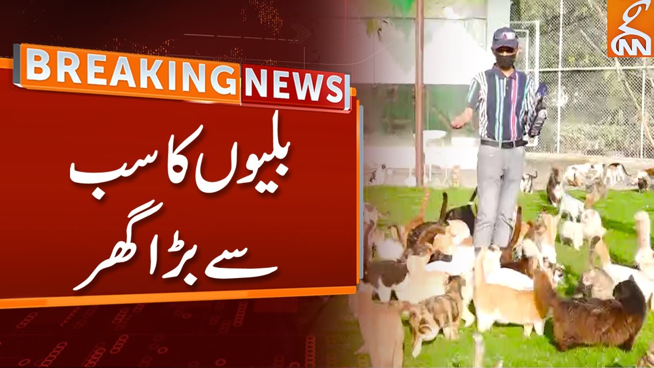 Biggest Cat House In Lahore | GNN