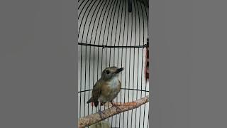 GACORNYA BURUNG SIKATAN RIMBA DADA COKLAT//SUARA BUAT PIKAT SRDC LIAR