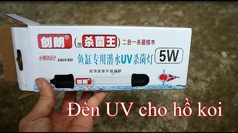 Đèn UV có tác dụng như thế nào đối với hồ cá koi nằm ngoài nắng