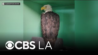 Big Bear bald eagle Jackie in stable condition but "still very sick"