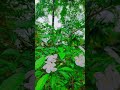 #flowers #followers #subscribers #trending #love #song #reels #shortvideo 😘😘💕