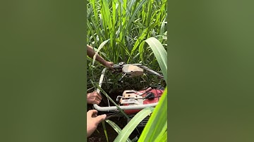 Máy vun mía xới đất đa năng hàng Nhật bãi ae lh 0986813417