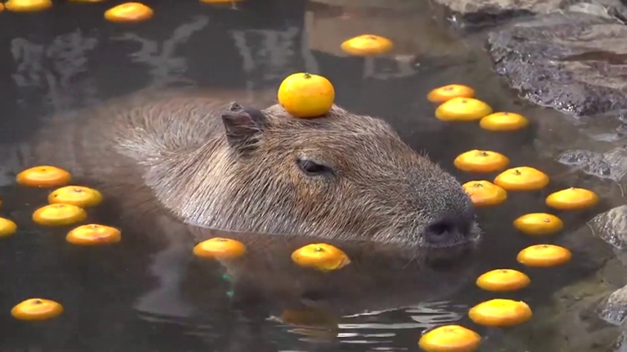 Dean Day - Red Electric Shark