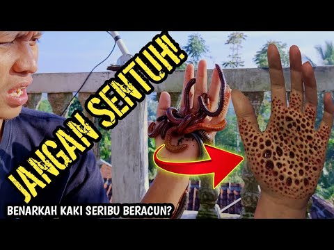 BAHAYA RACUN KAKI SERIBU! BENARKAH BISA MEMBUAT TANGAN BOROK??(PENJELASAN RACUN KAKI SERIBU/MILIPEDE