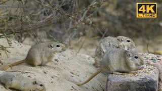Cat TV for Cats To watch Mouse playing hide and seek in Desert | Mice Squabble for Food In Sand
