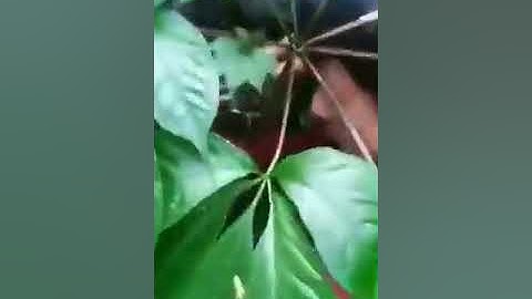 Theo chân người dân tộc đi đào sâm ngọc linh | Sâm Ngọc Linh Onplaza