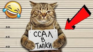 видео: 🐱УМОРА с КОТОВ! картинка: 🐱УМОРА с КОТОВ!